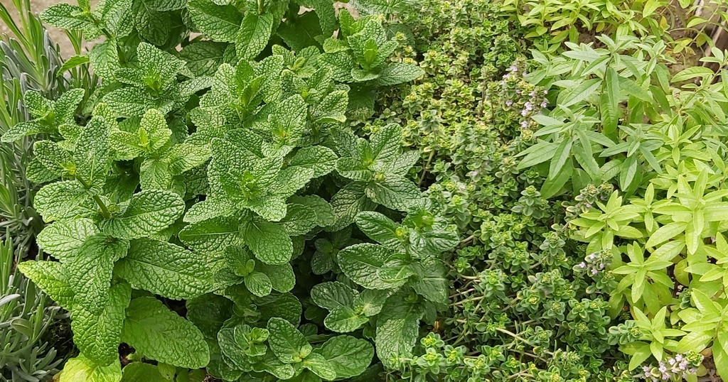 Aromáticas 1